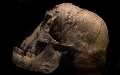 The Skull of a Prehistoric Human called Homo Floresiensis found in the Liang Bua Cave in Flores...