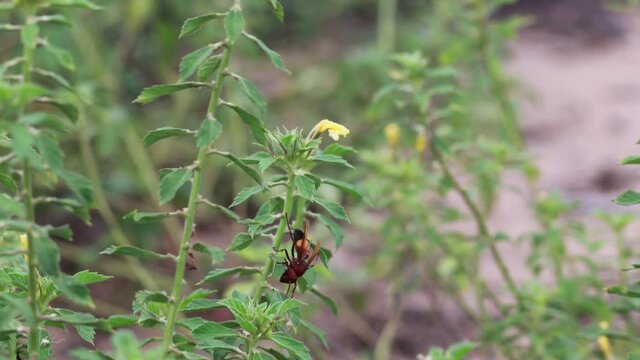 Vespa affinis, the lesser banded hornet, wasp