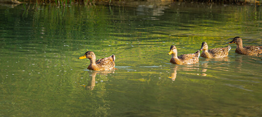 Na świeżym powietrzu, w ciepłej wodzie, rodzina kaczek wygrzewa się w promieniach słońca. © Piotr
