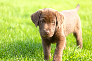 Beautiful, little labrador puppy. Little dog in the grass.