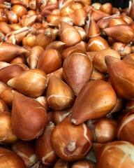 Obraz premium chestnuts close up
