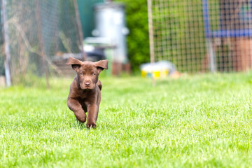 Beautiful, little labrador puppy. Little dog in the grass.