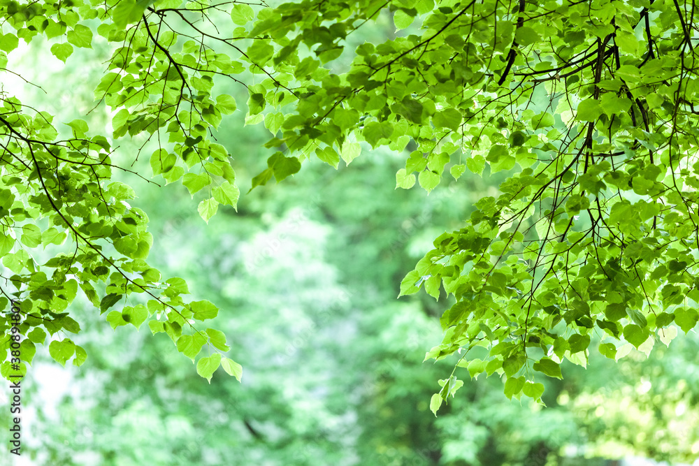 Wall mural natural green background with selective focus. tree branches with heart-shaped leaves