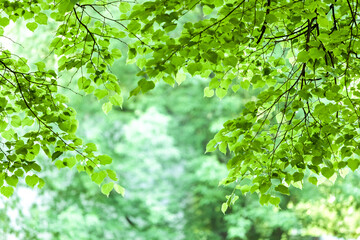 natural green background with selective focus. tree branches with heart-shaped leaves