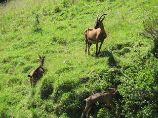 Bouc dans und prairie