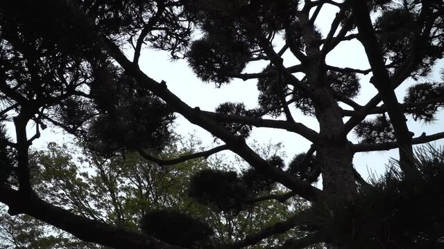 japanese eastern tree in the japanese garden of Planten un Bloomen