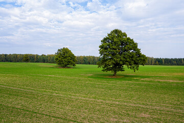 several large trees in the middle of a striped agricultural field on the edge of a forest