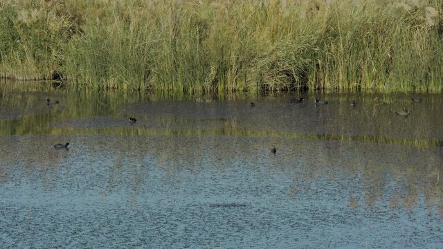 Group of ducks feeds in Azraq Wetland Reserve, Jordan. Long shot. 4K