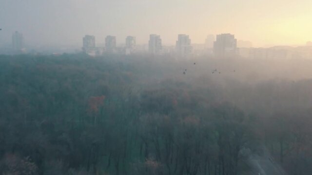 Flying over a concrete living apartment area in east Europa with many birds flying around the drone
