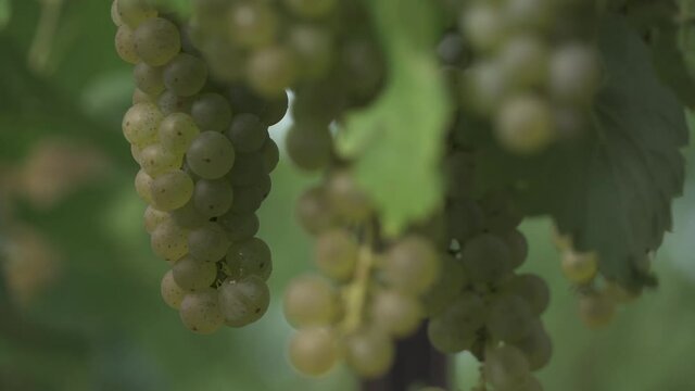 Riesling Growing In Niagara Wine Region Vineyard Beamsville Ontario Canada