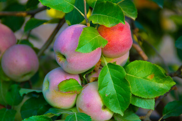 Florina apple growing on a tree.