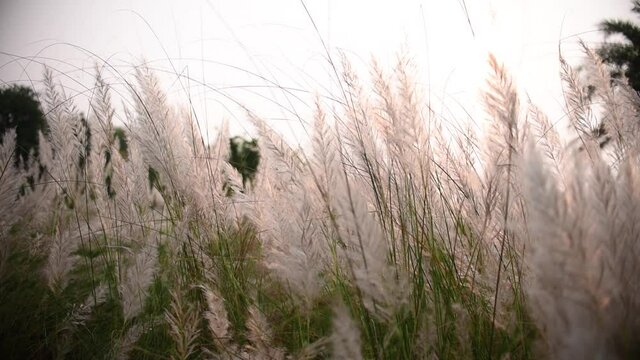 Saccharum Spontaneum plants blowing in wind in sunset or sunrise, kaash phool blooming before Durga Puja festival in India and Bangladesh