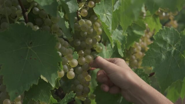 Wine Technician checks quality and taste of grapes
