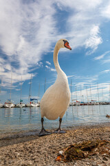 Cygne au bord du lac Léman, cité médiévale d'Yvoire