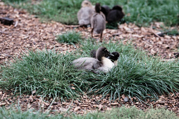 cute duck family
