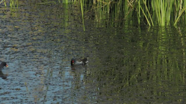 Ducks feeds in Azraq Wetland Reserve, Jordan. Close shot pan left. 4K