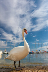 Cygne au bord du lac Léman, port de Yvoire