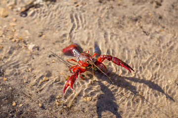 Crayfish, on the shore of a lake