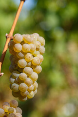 Weiße Weintrauben kurz vor der Ernte in der Pfalz, 2020