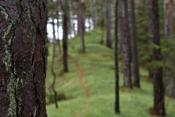  Kleiner, verträumter Waldweg mit Gras und Bäumen, sich auf den Weg machen, Outdoor Aktivität während Covid-19, Corona, mit Wandern und Spazieren im Wald