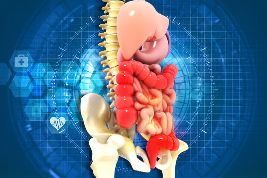 Human digestive system on scientific background. 3d illustration