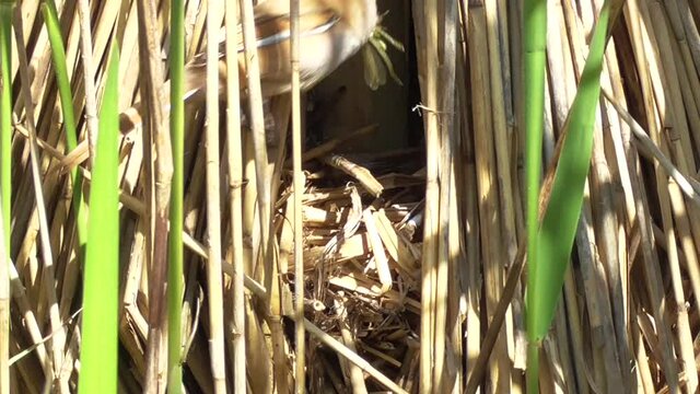 Bearded Tit male and female together at the nest bringing in insects for their Young.