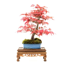 Schilderijen op glas Mooie rode Japanse esdoorn (Acer palmatum) bonsai op witte achtergrond © Jim