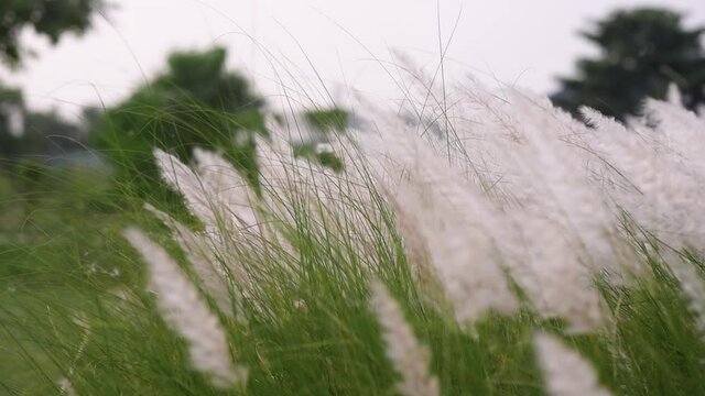 Petals of Saccharum Spontaneum flower plants blowing in wind, kaash phool before Durga Puja festival in India and Bangladesh. Slow motion