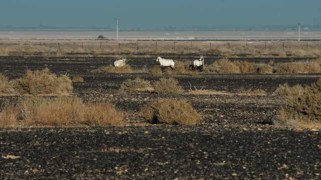 Arabian oryxs in Shaumari Wildlife Reserve in Azraq, Jordan. Ling shot. 4K