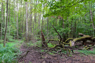 Wildpark Kranichstein Südhessen