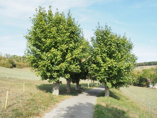 Naturschutzgebiet - Hangflächen bei Gräfinthal