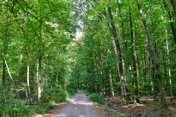 Obraz premium Wildpark Kranichstein Südhessen