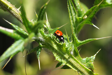 coccinelle