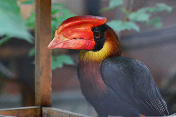 Toucan lives in an aviary at the zoo
