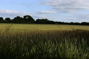 beautiful nature at sunset