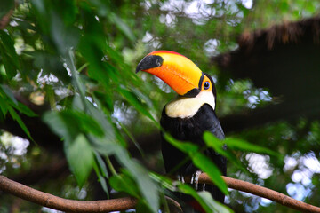 Obraz premium Toucan lives in an aviary at the zoo