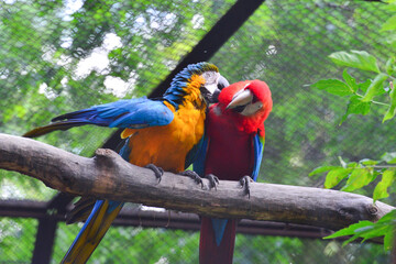 A couple of parrots at the zoo groom each other