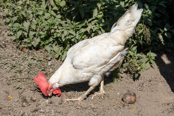 chicken on the farm, white cock