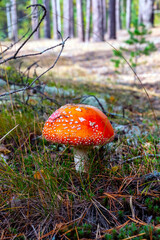 Amanita mushroom stands alone in a coniferous forest.