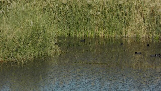 Group of ducks feeds in Azraq Wetland Reserve, Jordan. Long shot pan right. 4K