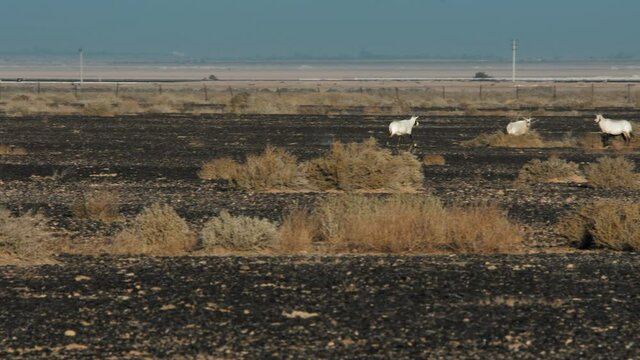 Arabian oryx in Shaumari Wildlife Reserve in Azraq, Jordan. 4K