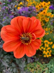 Bee looking for pollen in an orange flower