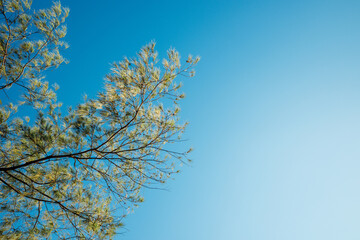 Branch with green leaves on a background of clear blue sky