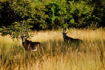 Sable antelope