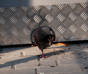 pigeon on the roof