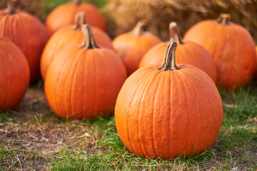 Orange halloween pumpkins on stack of hay or straw in sunny day, fall display