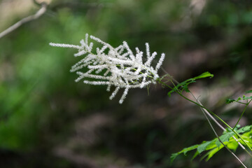 Aruncus dioicus,  goat's beard, buck's-bear or bride's feathers in the forest