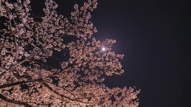 夜桜タイムラプス