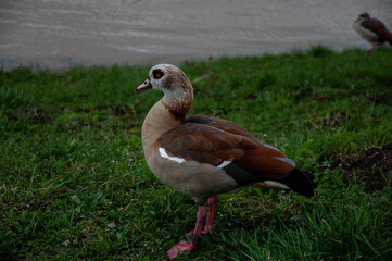 duck in the park