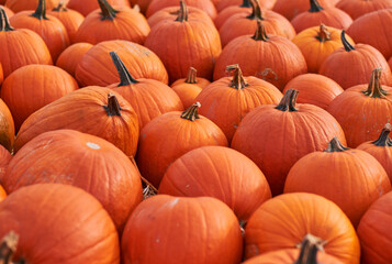 Orange halloween pumpkins on stack of hay or straw in sunny day, fall display